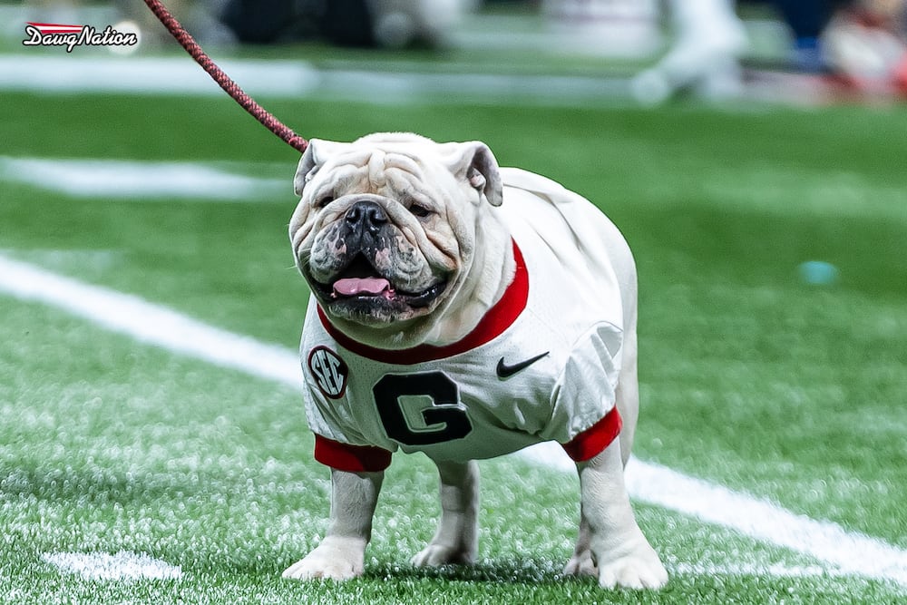 Georgia mascot UGA XI patrols the field prior to the 2025 SEC championship game, in which The Bulldogs beat Alabama 28-7. (Jeff Sentell/DawgNation)