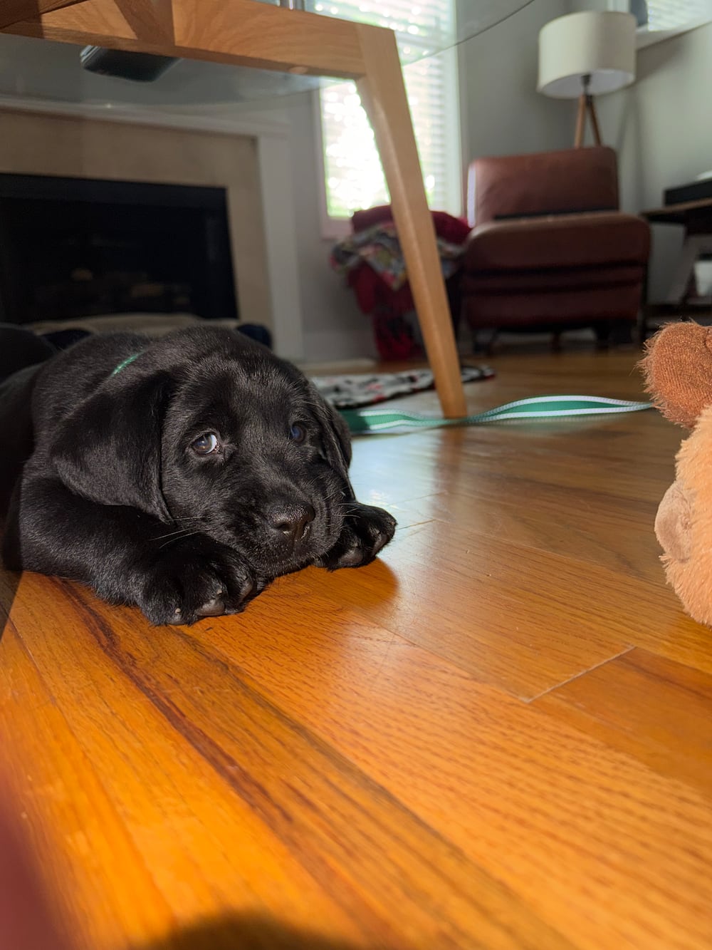 Meet Connor Rileys new black Labrador puppy, Murphy. (Connor Riley/DawgNation)
