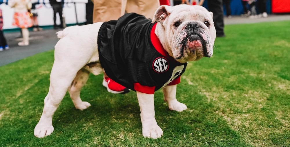 Mascots like Uga XI, aka Boom, are part of the attraction of college football to fans. (Courtesy of University of Georgia)