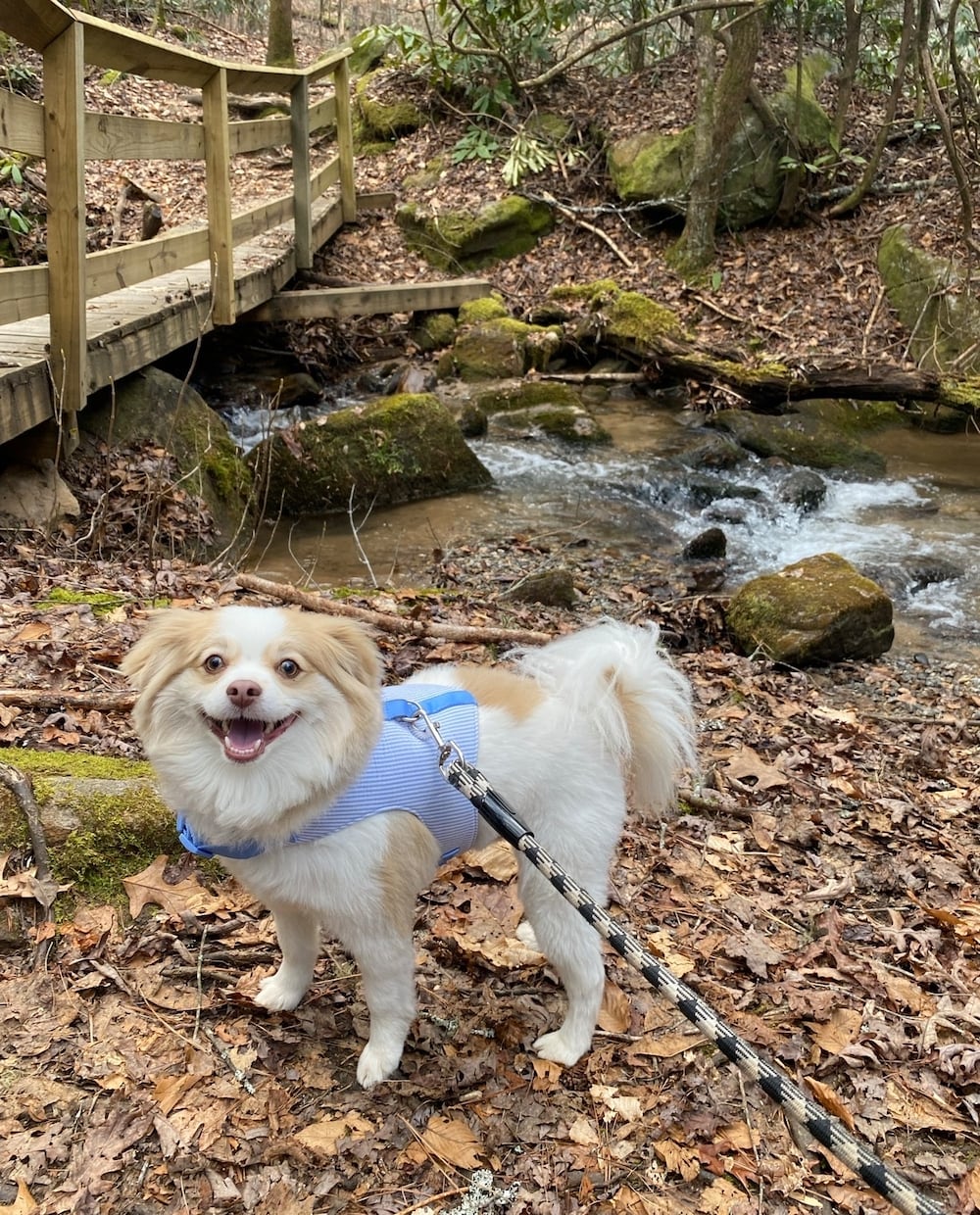 Meet Buddy, partnership account executive Farredeh Pippins pup. (Farredeh Pippin/DawgNation)