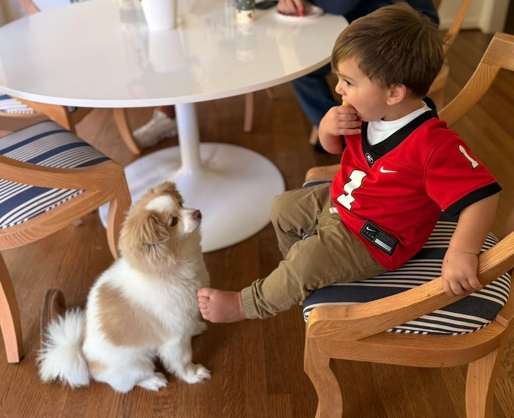Buddy, pup of partnership account executive Farredeh Pippin, standing by to assist on crumbs. (Farredeh Pippin/DawgNation)