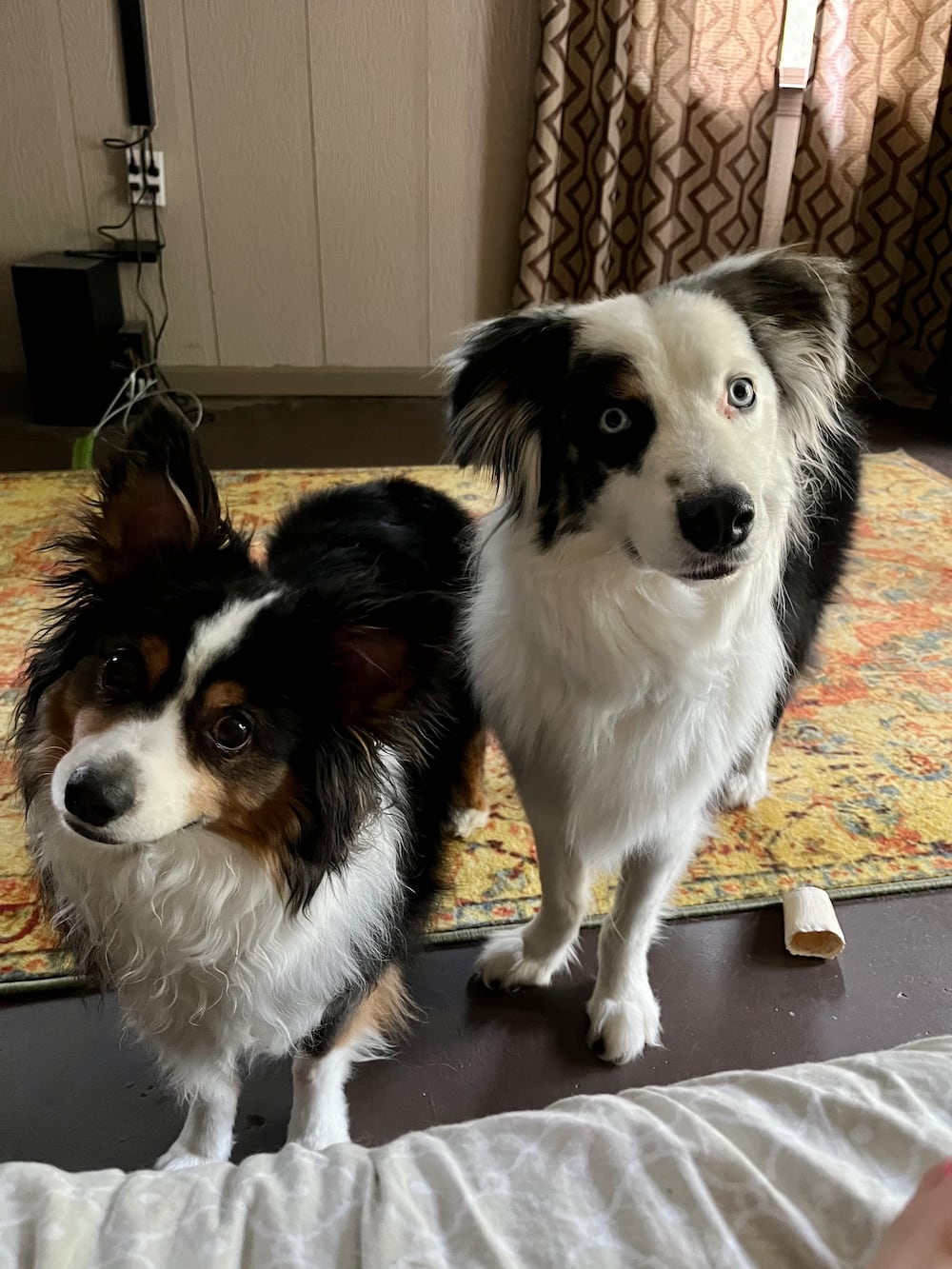 Meet DawgNation editor Caitlyn Stroh-Pages two pups, Mate (left) and Bunk. (Caitlyn Stroh-Page/AJC)