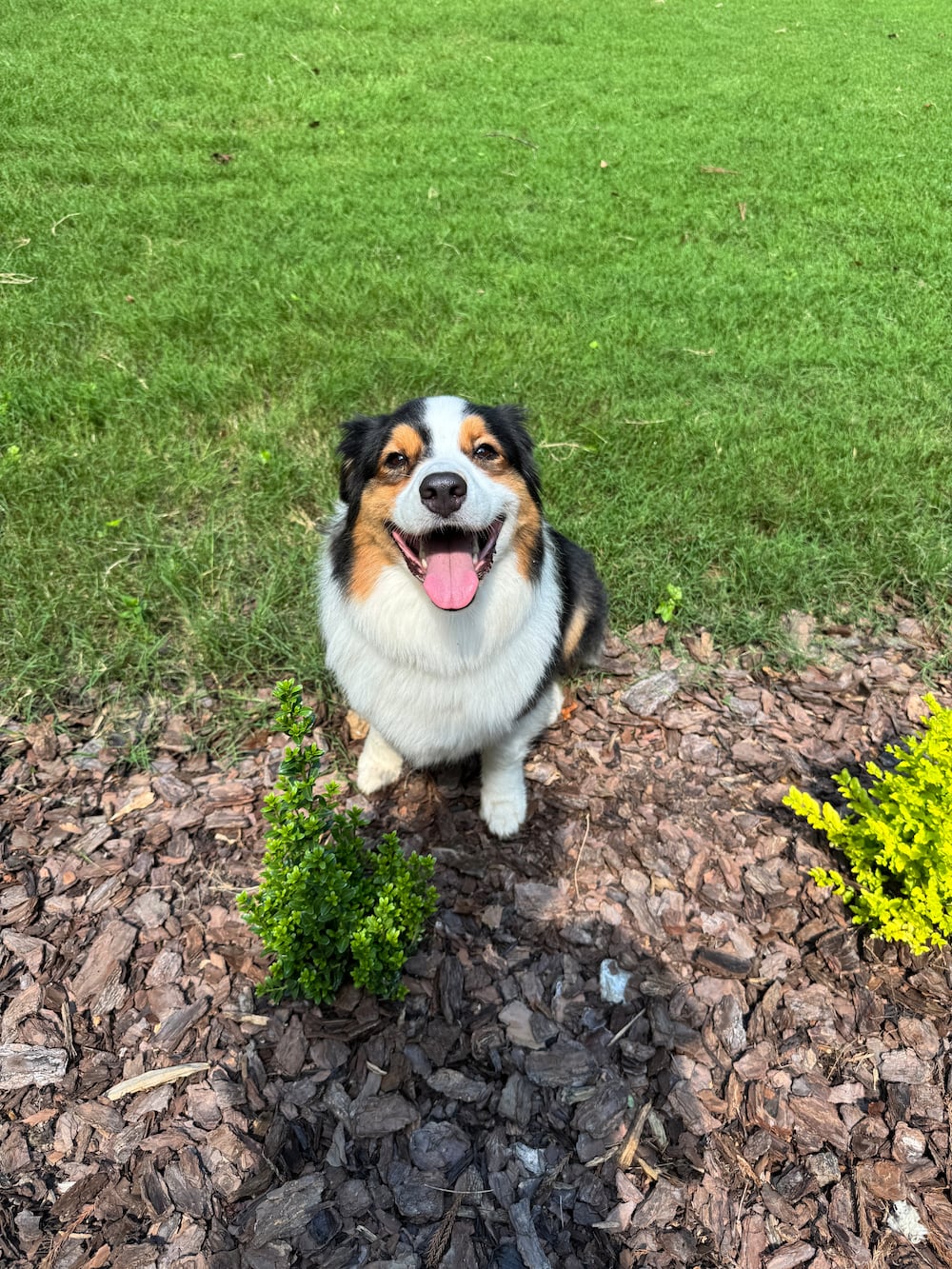 Meet Millie, Sarahs 5-year-old Australian shepherd. (Sarah Spencer/DawgNation)