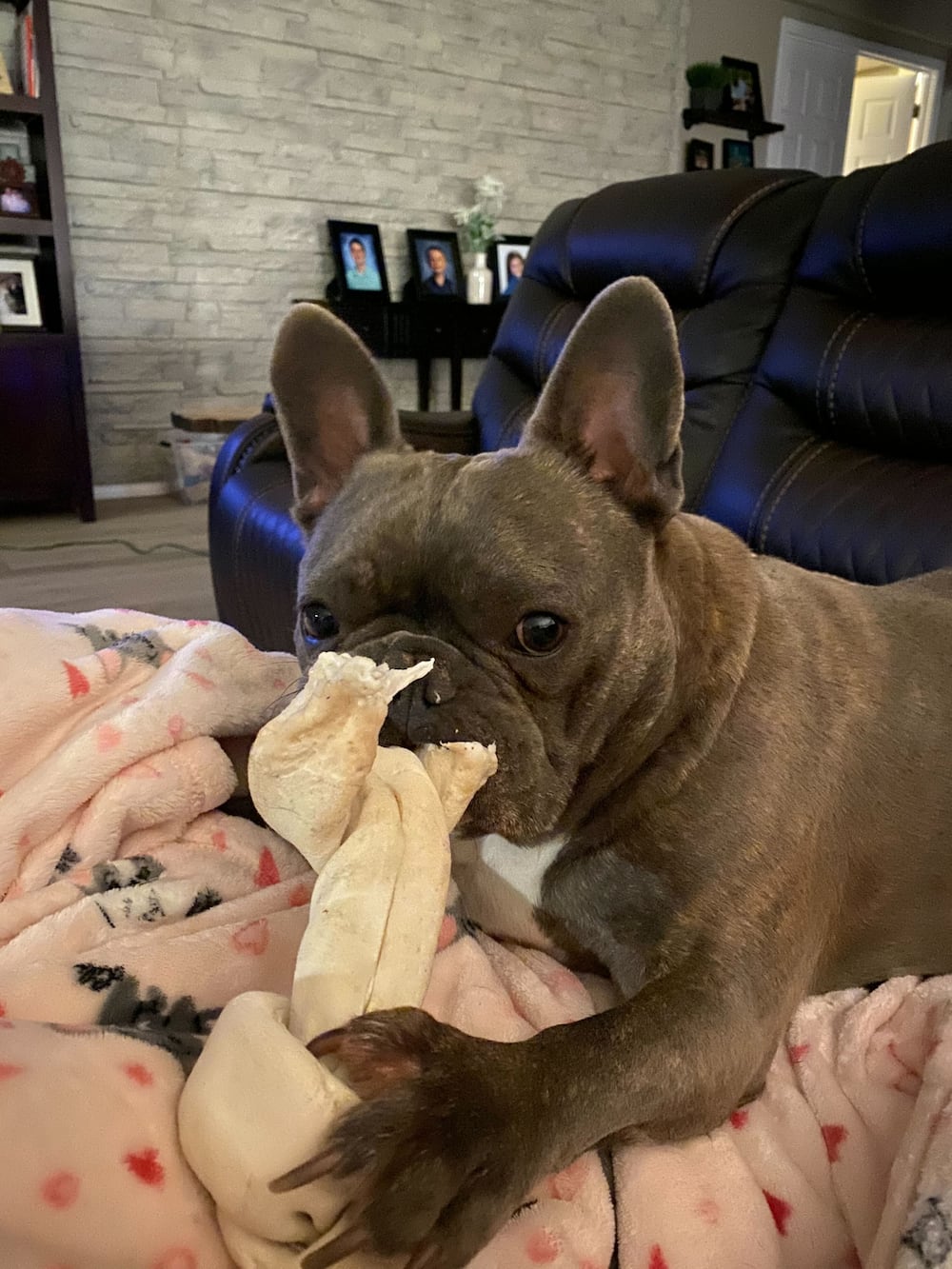 Meet intern Hunter DeLauders French bulldog, Spike. (Hunter DeLauder/AJC)