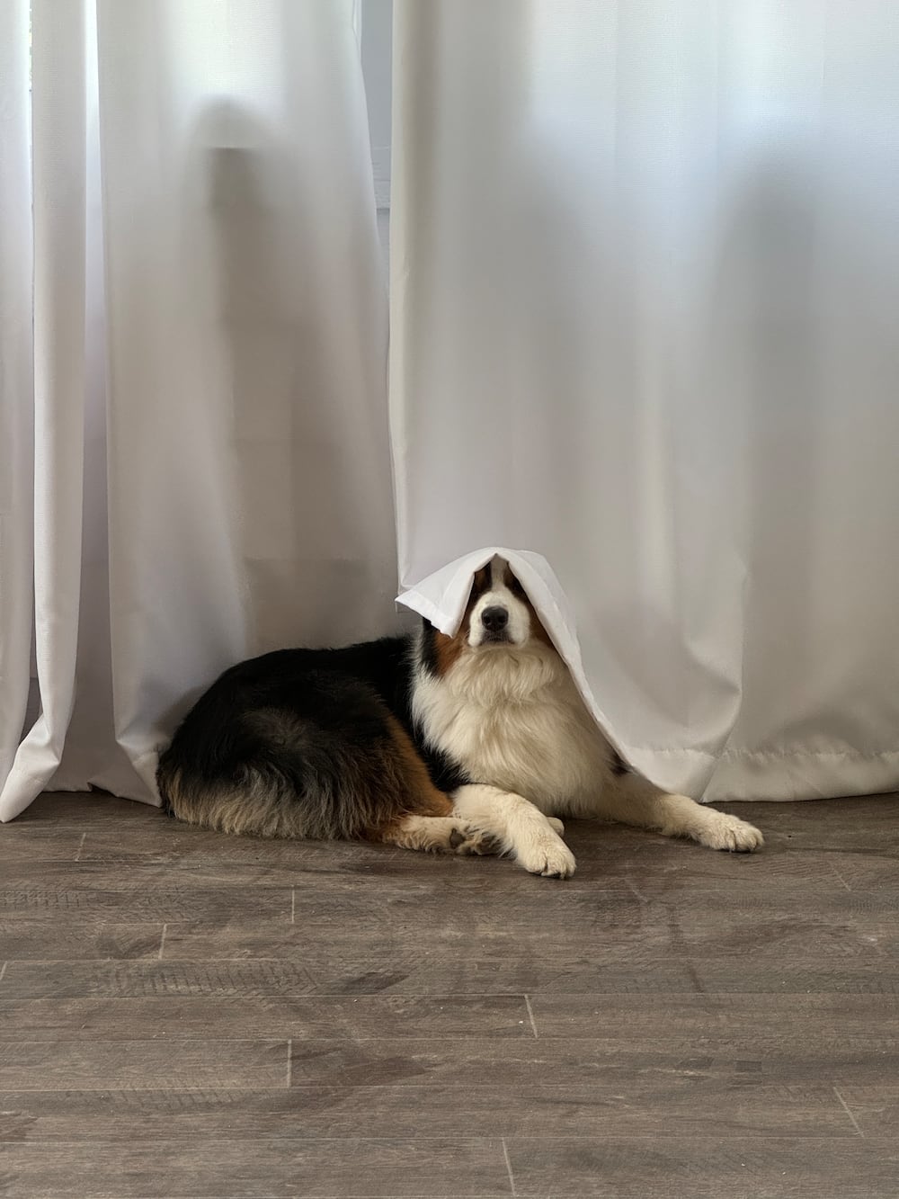 Millie, Sarahs mischievous 5-year-old Aussie. (Sarah Spencer/DawgNation)