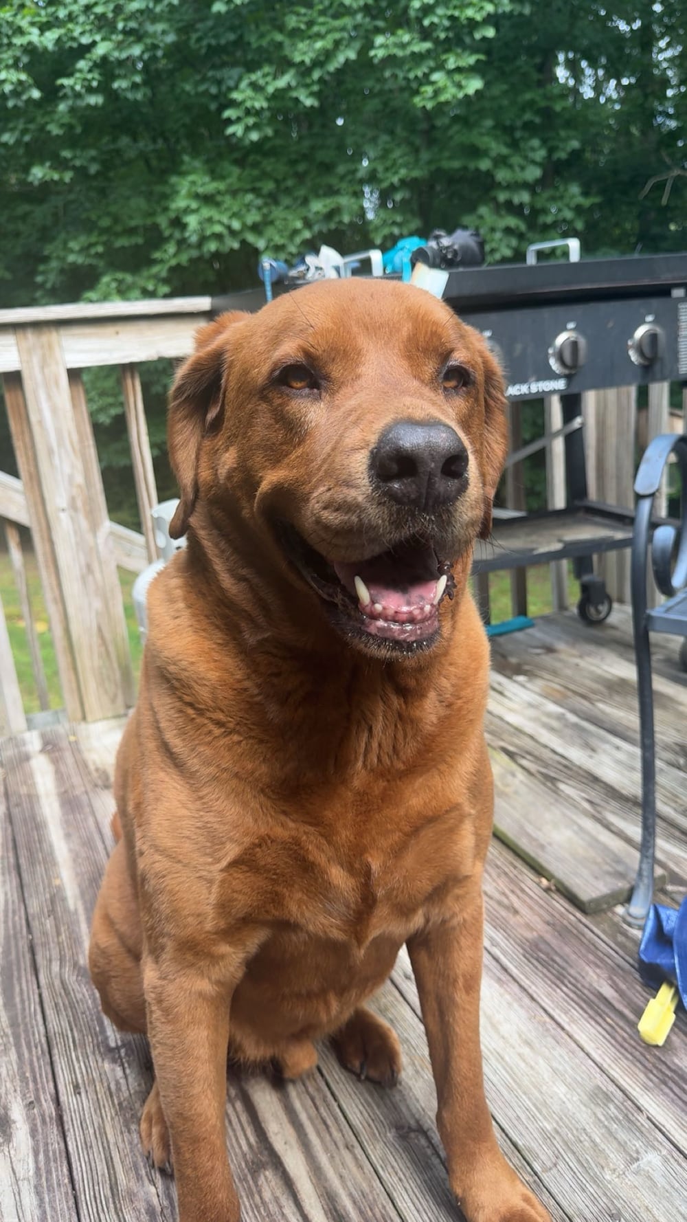 Meet Duke, pup of associate producer and social media correspondent Makenzy Wolford. (Makenzy Wolford/DawgNation)