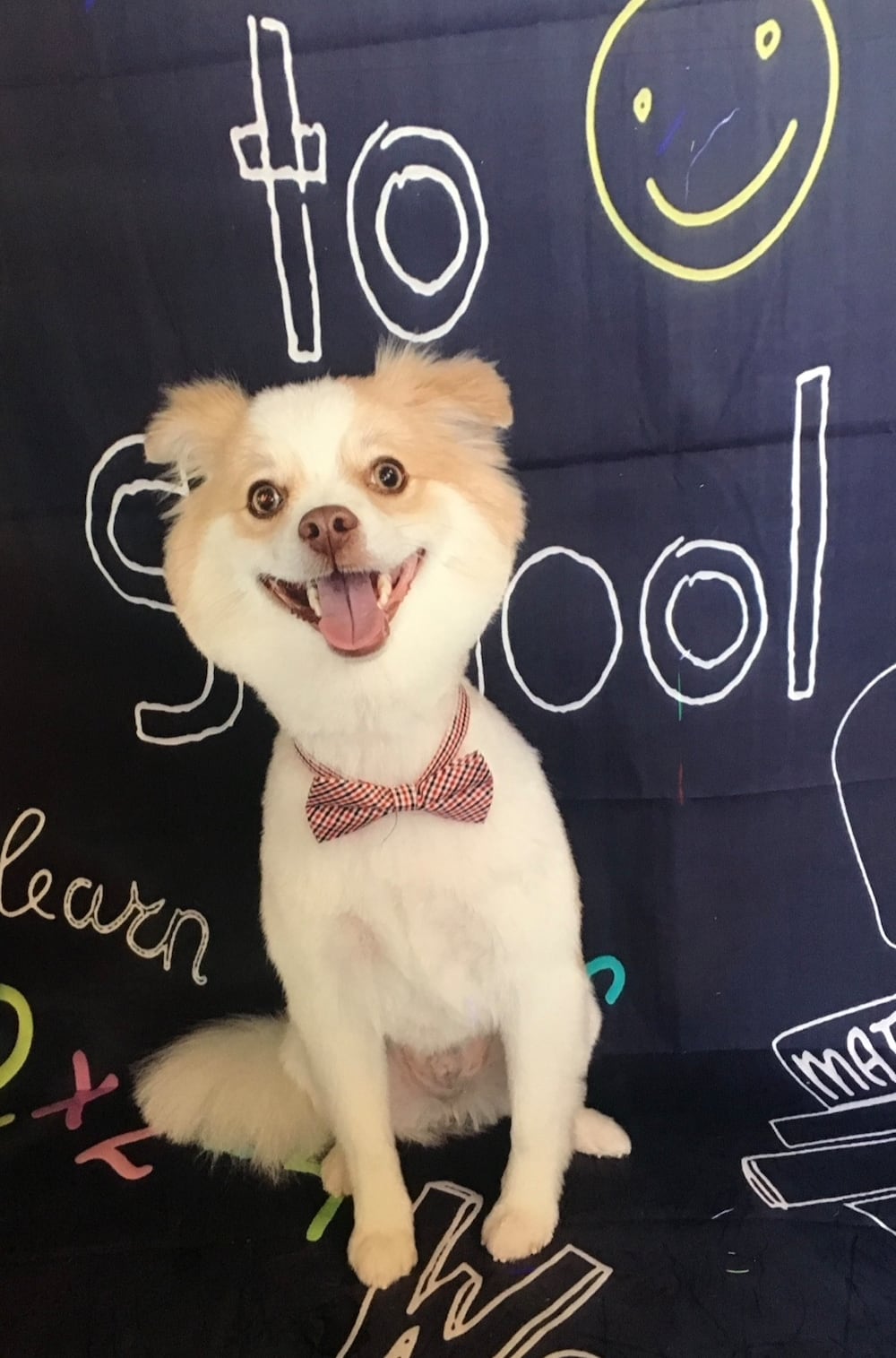 Another shot of Buddy (looking dapper in his bowtie), partnership account executive Farredeh Pippins dog. (Farredeh Pippin/DawgNation)