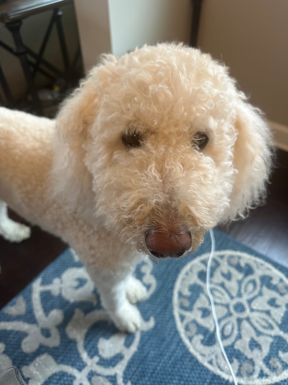Meet Jeff Sentells dog, Peaches. (Jeff Sentell/DawgNation)