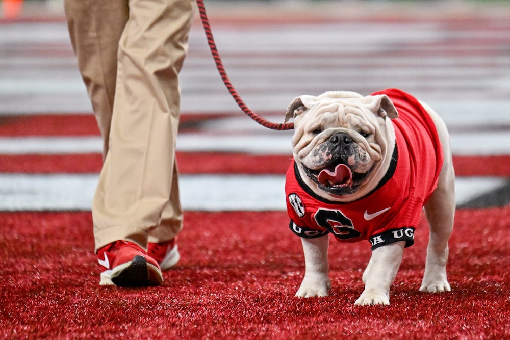 The Georgia mascot Uga XI prowls the end zone before the Bulldogs' game against Ole Miss in the 2026 Sugar Bowl. (Hyosub Shin/AJC)